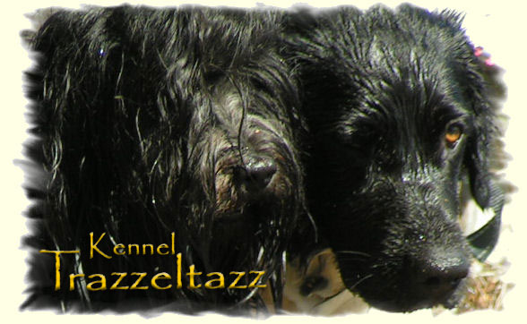 Kennel Trazzeltazz