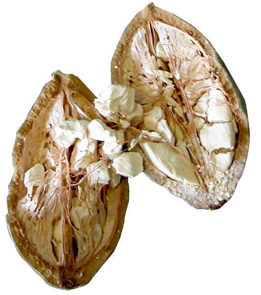 The Earth of India: All About Baobab (Adansonia digitata) in India