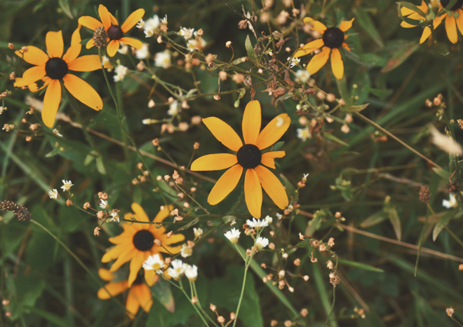 The Flying Clubhouse: June Dreams // black-eyed susans