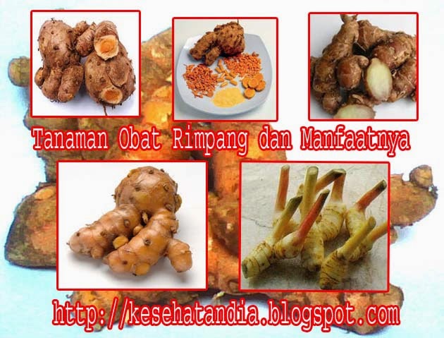 Tanaman Obat Rimpang dan Manfaatnya
