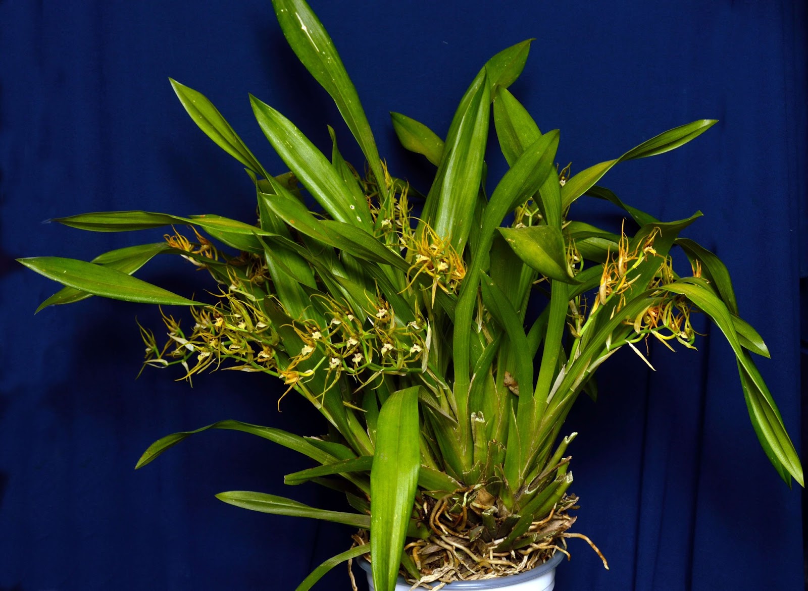 habrumalas Orchid Species Identification Images