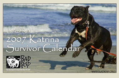 bad rap blog who gets left behind storm dogs at risk