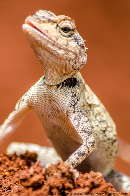 Baby Chameleon oriental garden lizard in pbel city