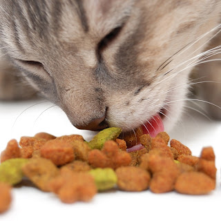 cat eating kibble