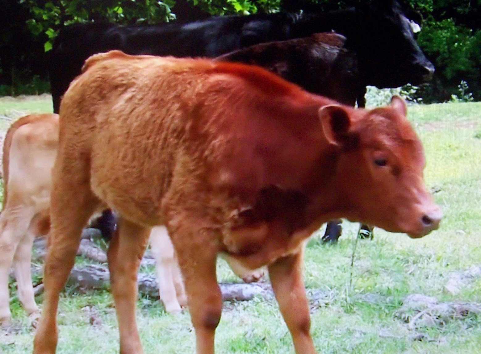 The End Times Forecaster The Red Heifer and the Collapse of the USA