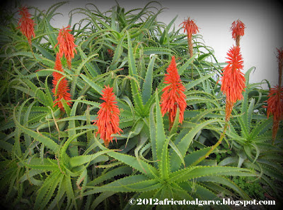 aloe arborescens