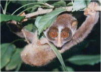 Slender Loris