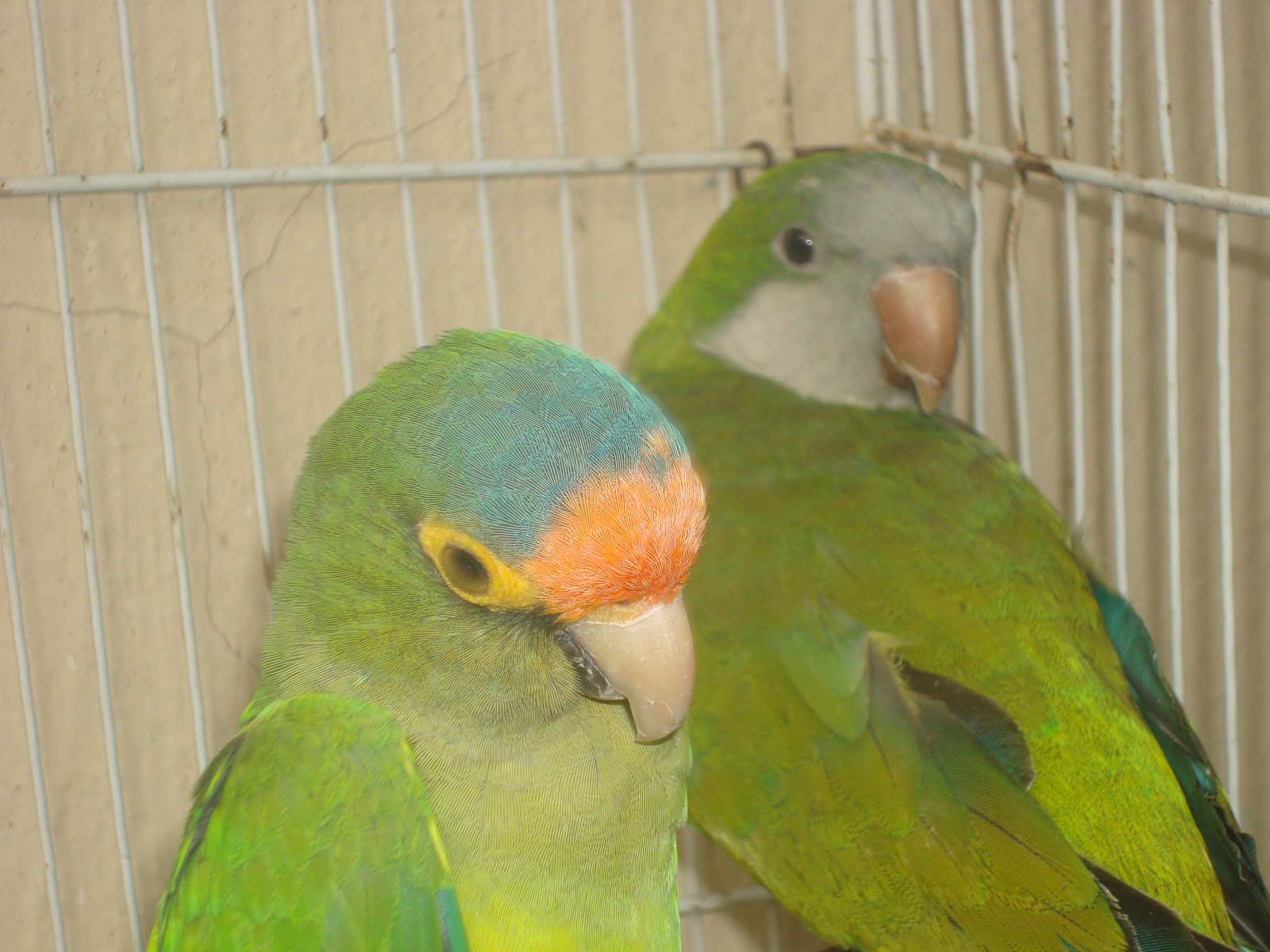 sancarlosfortin cotorros