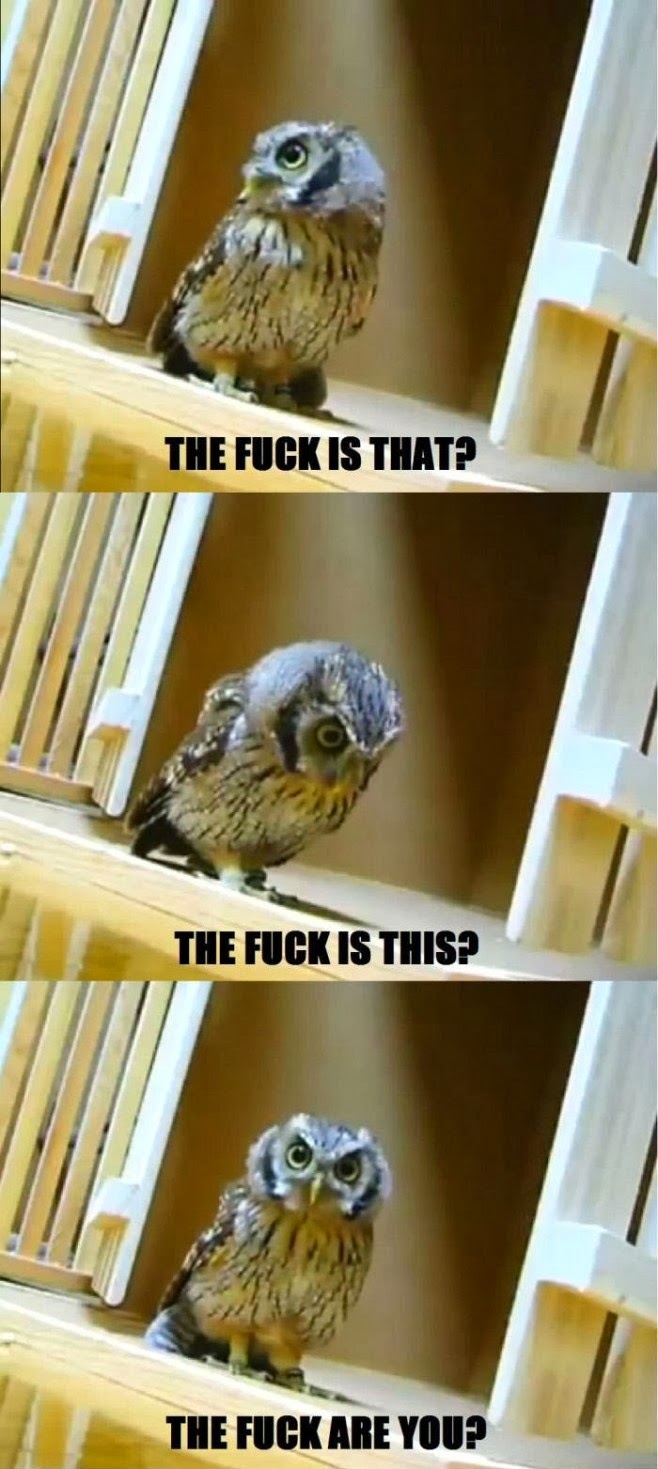 Keepin' Babel at Bay 20 Hilariously Adorable Owl Memes