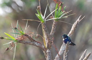 Hyacinth Visorbearer