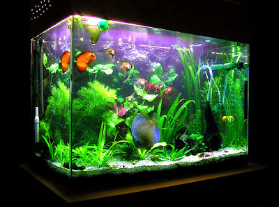 Discus Fish Discus Fish