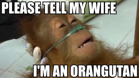 please+tell+my+wife+i'm+an+orangutan.jpg
