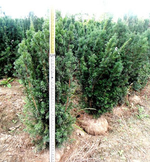 Wisconsin S Best Woody Plants Portfolio Lisa Trudeau Burning Bush