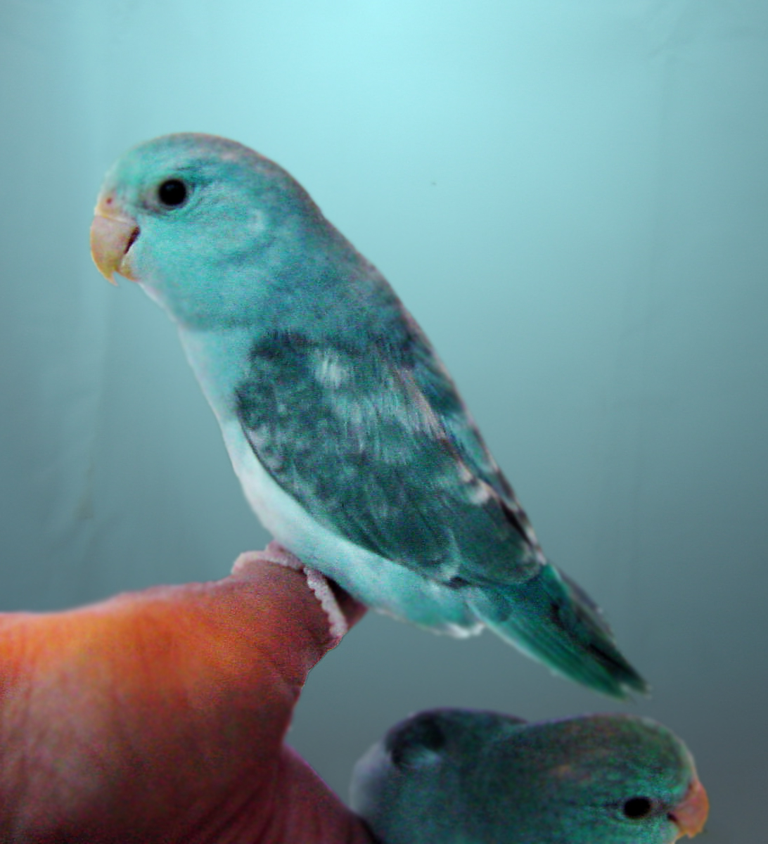 blue pied parrotlets | Parrotlet Babies