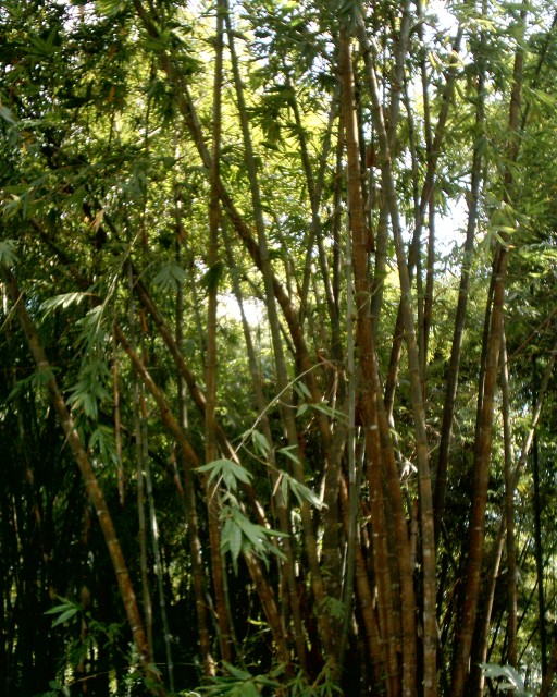 Bamboo Species — Common + Useful Bamboos in Thailand
