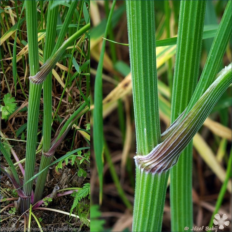 Anthriscus sylvestris - Trybula leśna