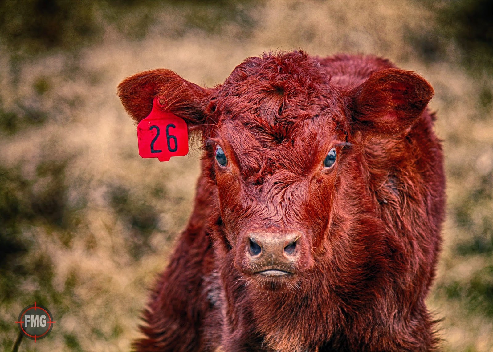 Cute Calf Contest Focus Marketing Group, Inc.