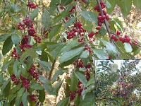 Autumn Olive Bush4