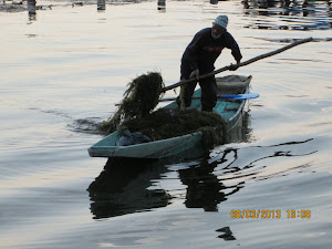 Cleaning the "Dal Lake" from weeds.