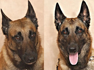 Cận khuôn mặt thể hiện tâm trạng buồn (trái) và vui (phải) của chó