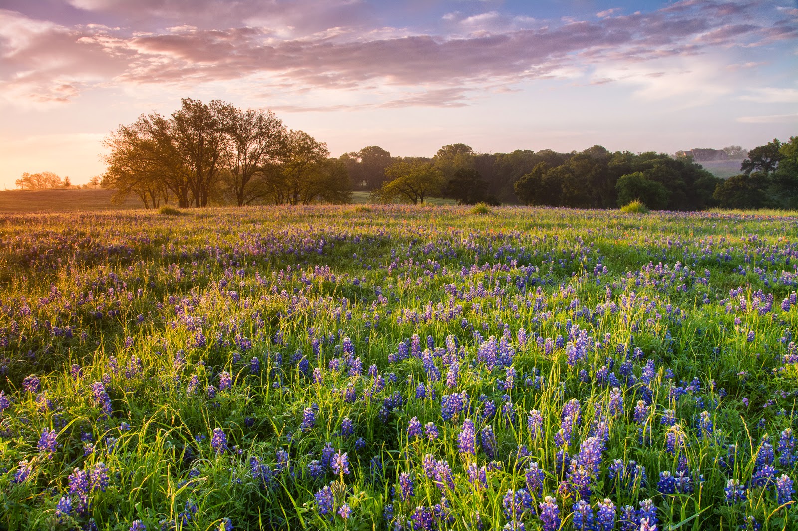 A Tree Falling Ennis Trails Festival Sunrise