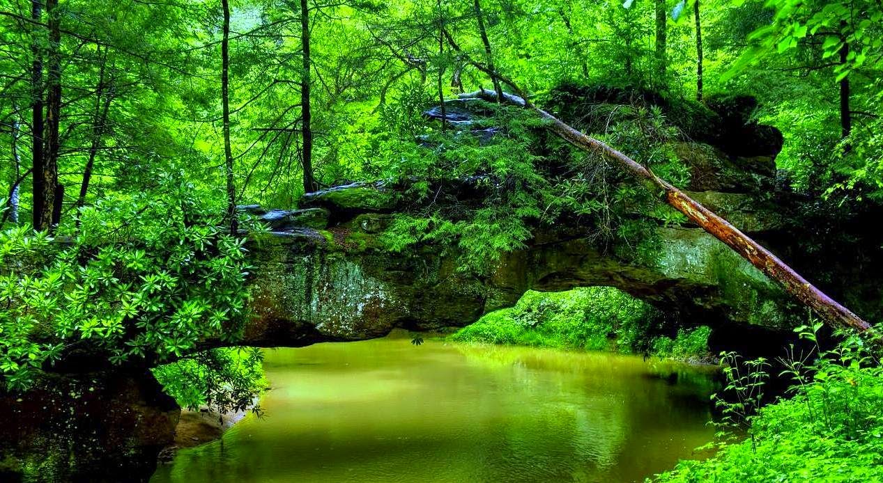 Kekalkan Kepelbagaian Biodiversiti (Bio) Alam Semulajadi AlamBlogr