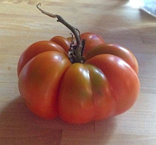 Costoluto Genovese Tomato