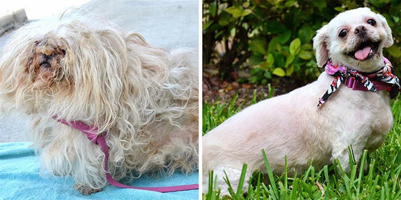 Alana - 16 Before-and-After Photos Of Rescued Dogs Alana - 16 Before-and-After Photos Of Rescued Dogs