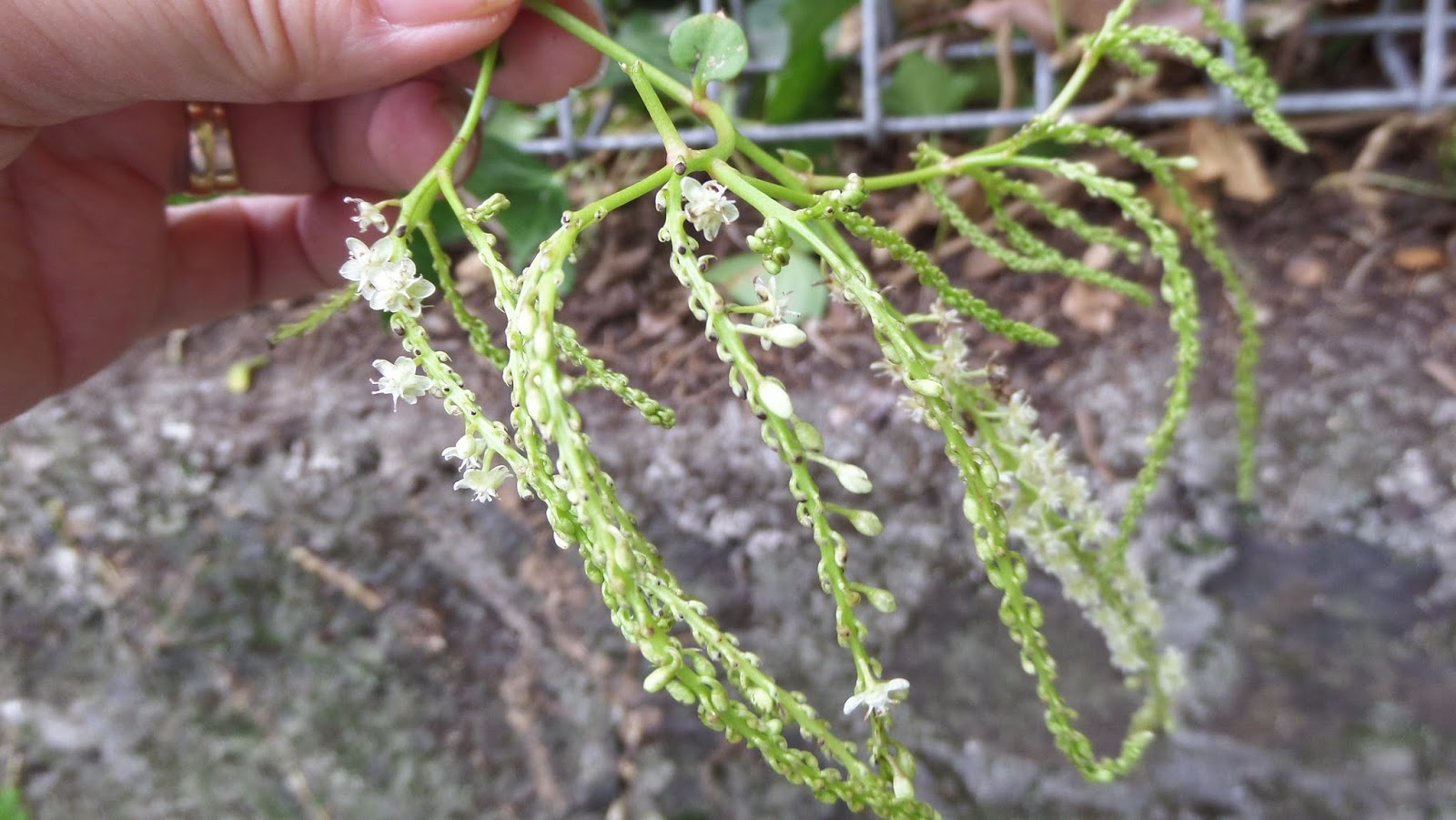 My Walk With Food And Beautiful Plants And Flowers March 2015