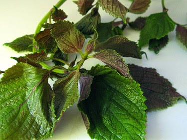 [Image: la%2Btia%2Bto.jpg]