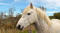 Quelles belles bêtes, ces chevaux camarguais !