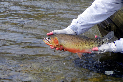 Cutthroat trout from the Bitterroot