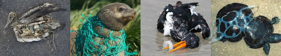 Plastic Damages Marine Species