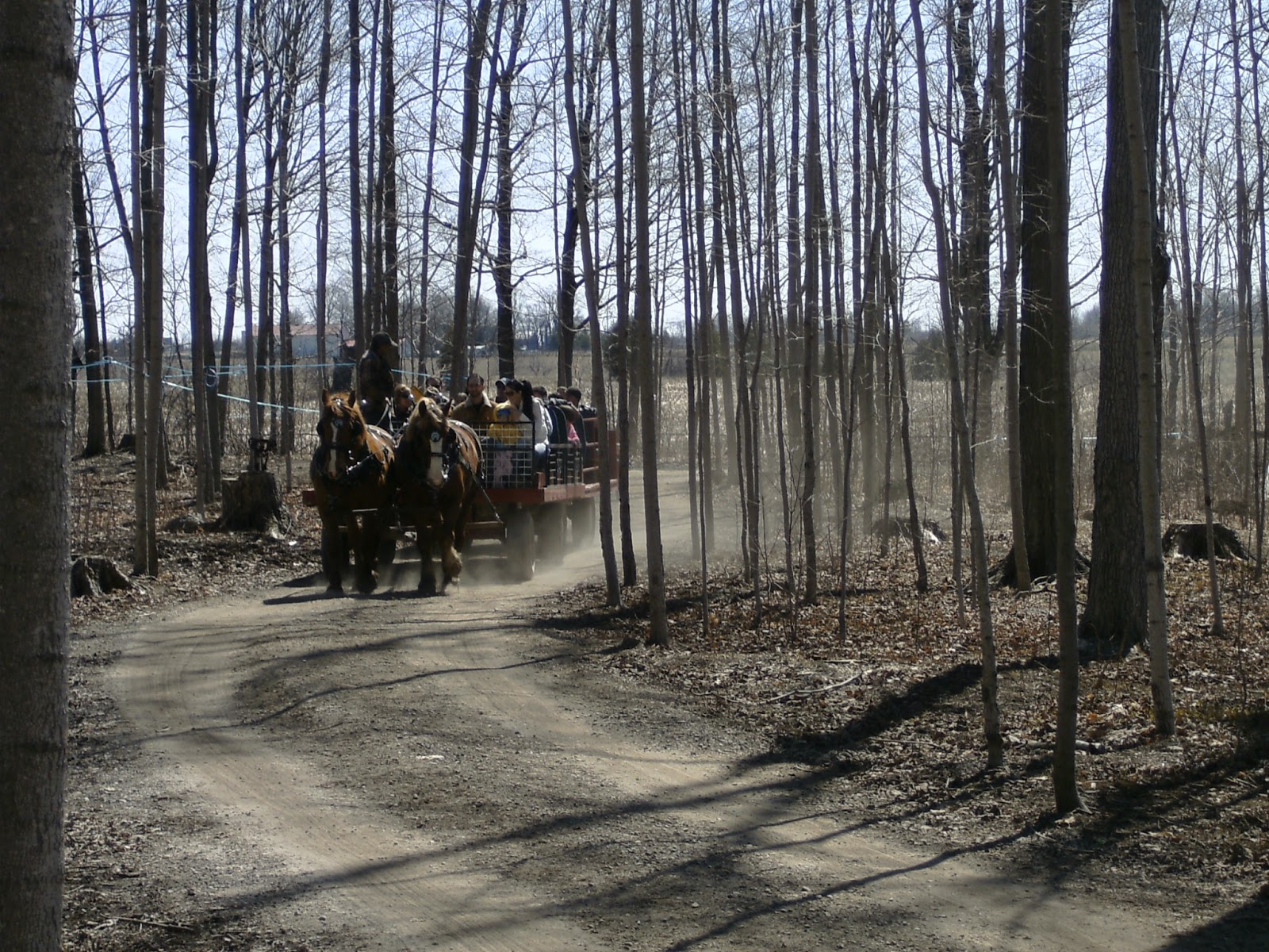 Las 1000 y Una Islas Sirope de maple