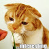 CAT CAT EVERYWHERE