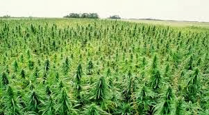 legalizar o cânhamo maconha ou cânhamo legalizado