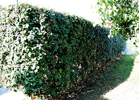 Il Mondo In Un Giardino Un Alternativa Alla Photinia