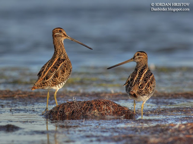 Common Snipe photography