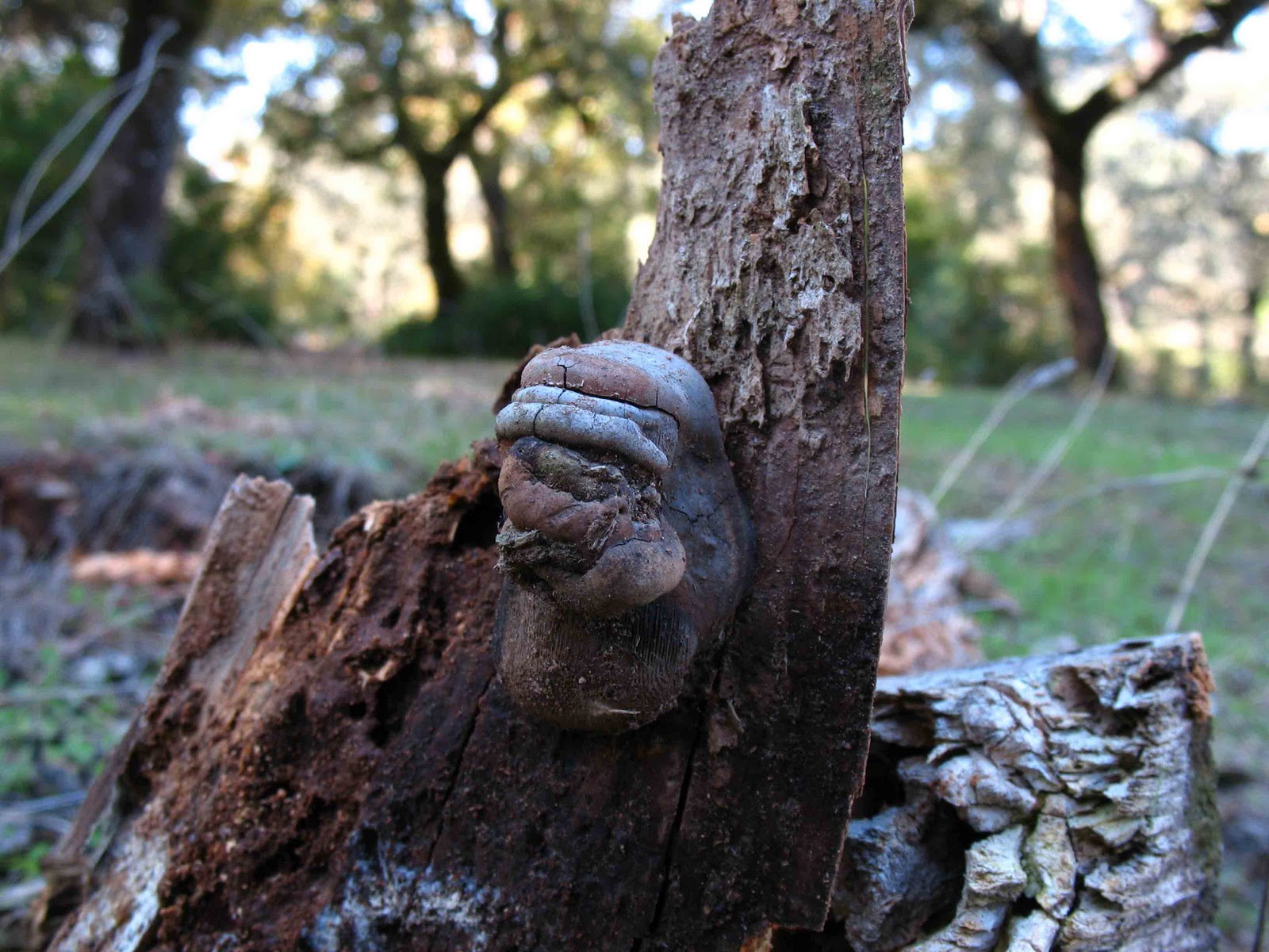 Fomitopsis+officinalis