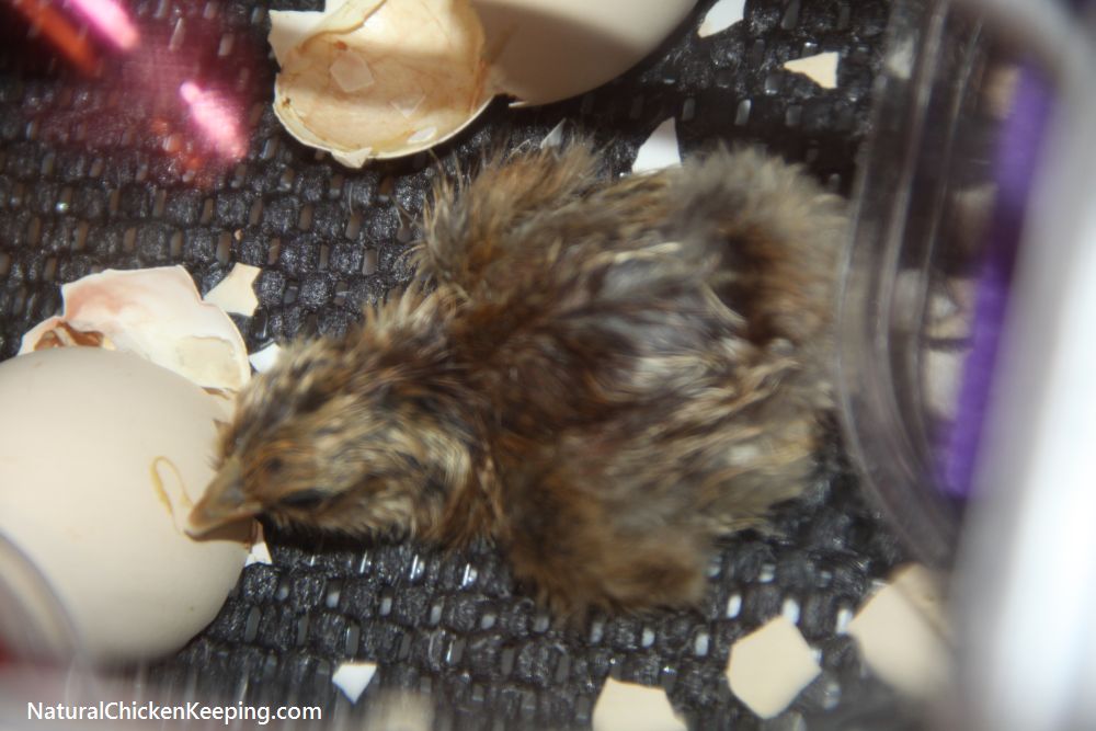 Natural Chicken Keeping Shrink Wrapped or Sticky Chicks? Why Chicks