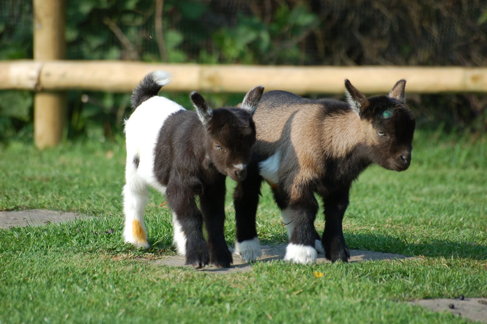 Maiden Castle Cottages Pygmy Goats Pygmy Goat kids for sale