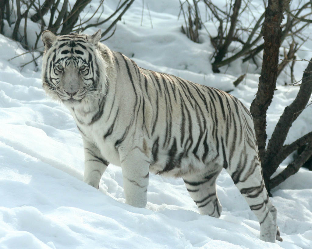 white tiger The white tiger is the debut novel by indian author aravind adiga it was first published in 2008 and won the 40th man booker prize in the same year the novel. white tiger The white tiger is the debut novel by indian author aravind adiga it was first published in 2008 and won the 40th man booker prize in the same year the novel.