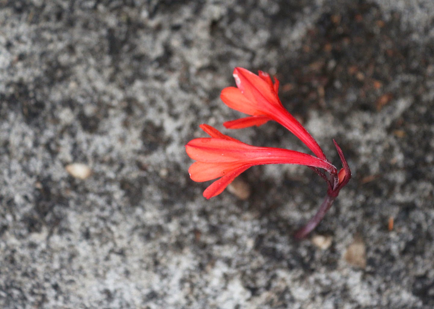 66 Square Feet (Plus) Bloom first, ask questions later