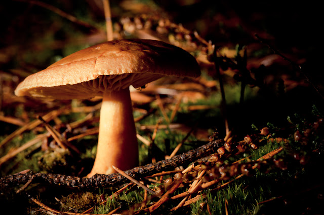 pilz mushroom