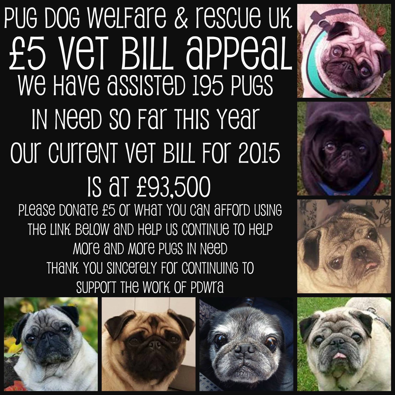 Pedigree Dogs Exposed The Blog BRACHY WEEK the price of Pugs