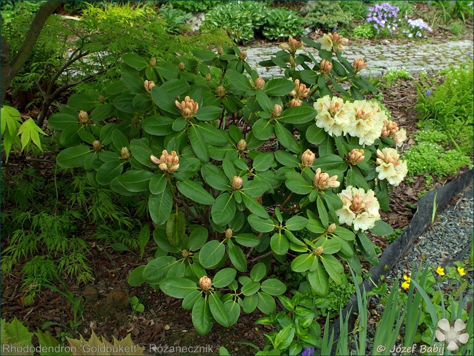 Rhododendron 'Goldbukett' - Różanecznik 'Goldbukett' 