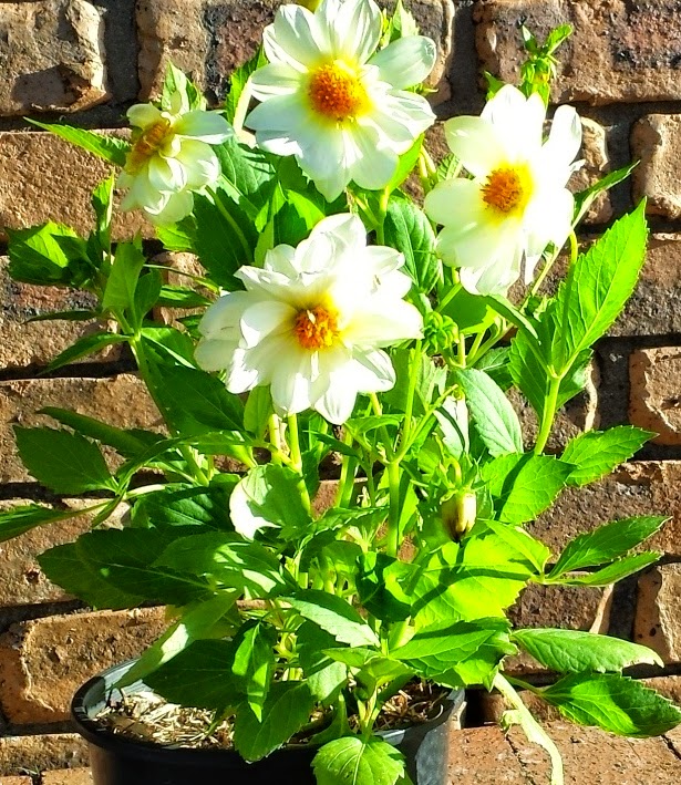 How To Grow And Care Dahlia Plant