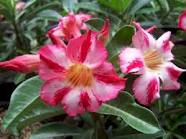 Tanaman Bunga Adenium