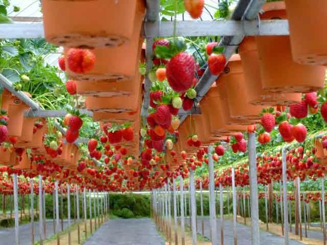 Strawberry Cultivation with Hidroponic Technical