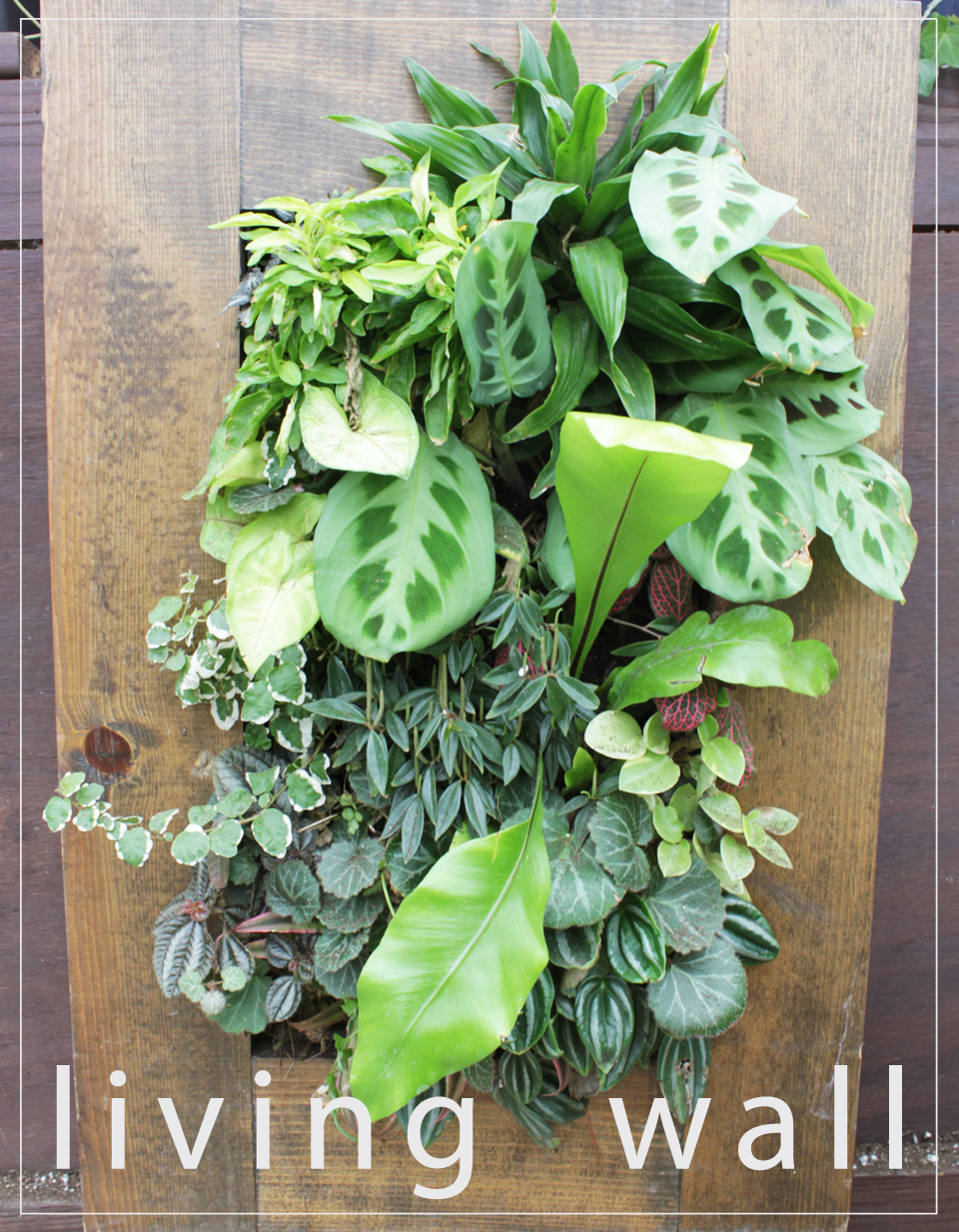 Strange's Garden Center Vertical Gardening Indoor Edition